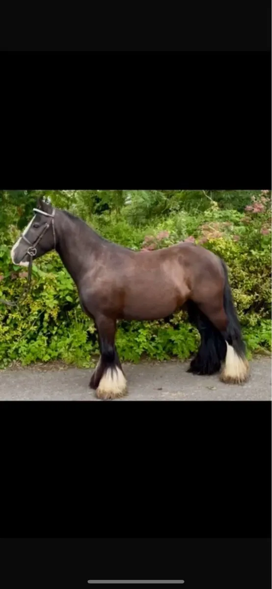 Real smart 12.2 cob pony - Image 2