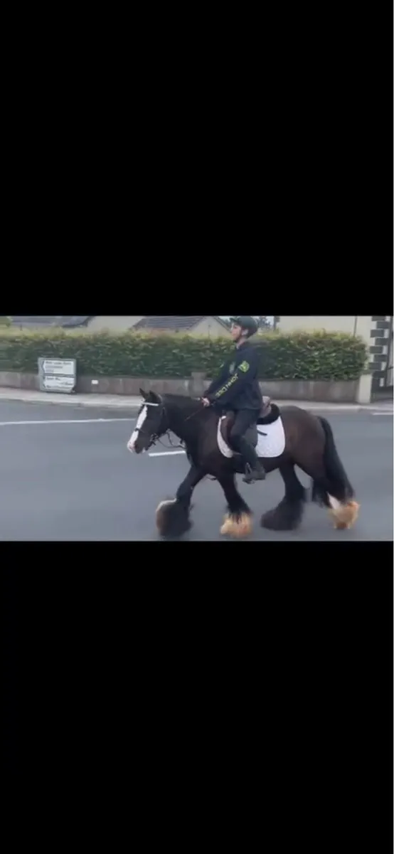 Real smart 12.2 cob pony - Image 3