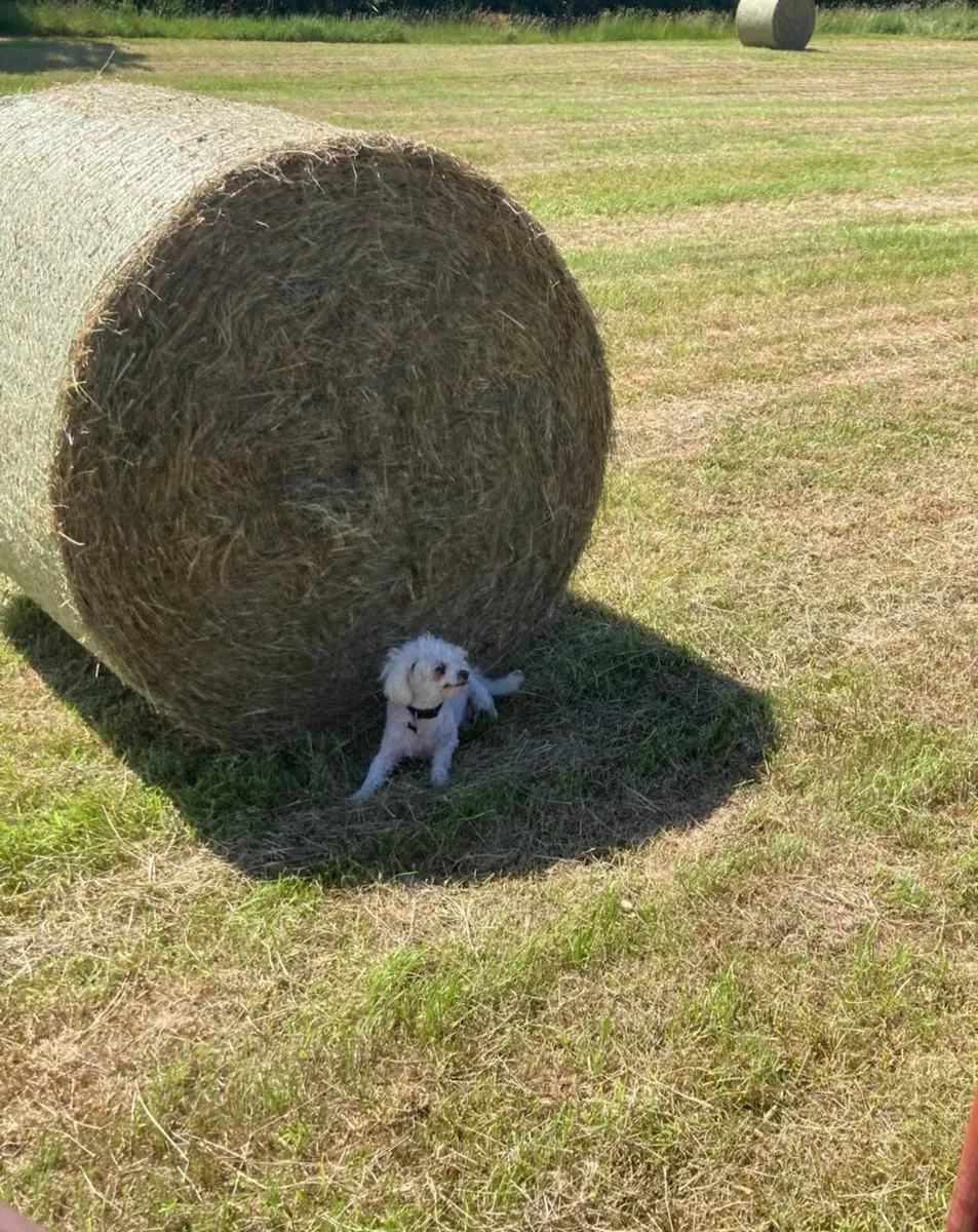 Round Bales June Hay - Image 3