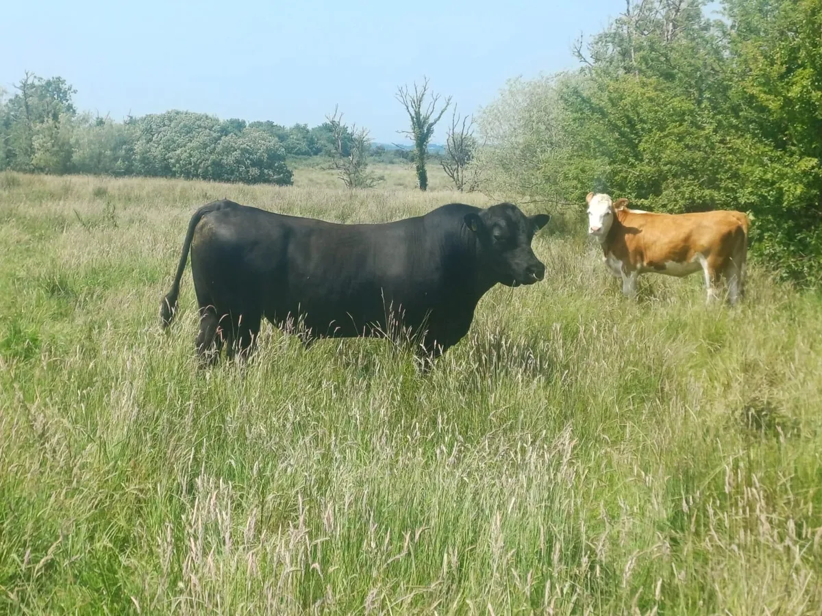 PBR Angus Bull - Image 2