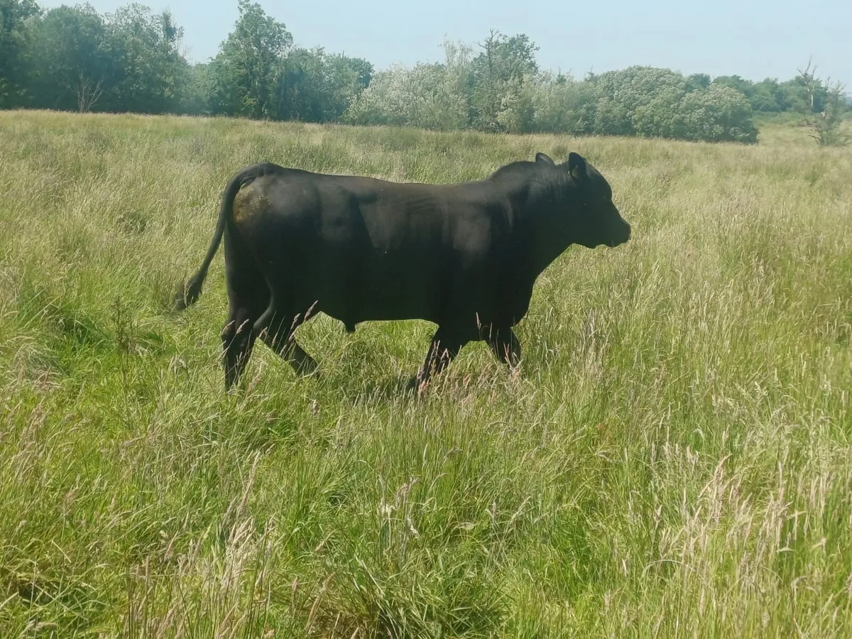 PBR Angus Bull - Image 3