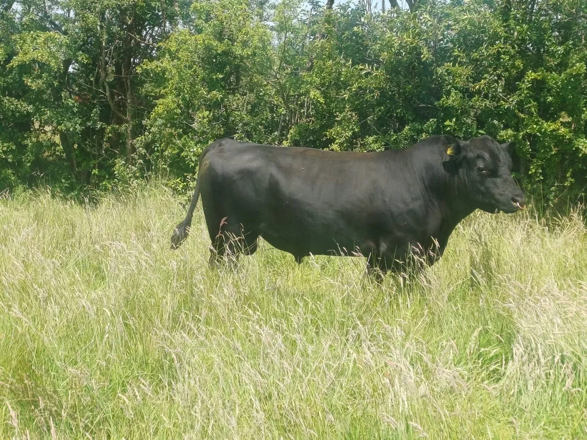 PBR Angus Bull - Image 4