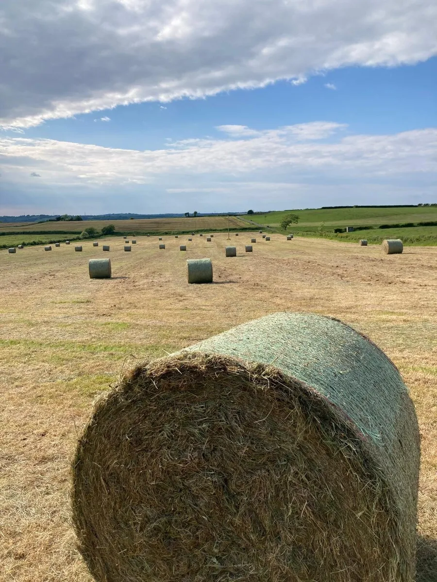 Round Bales June Hay - Image 4