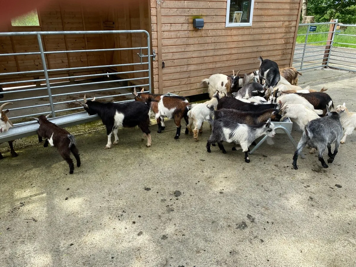Pygmy Goats - Image 1