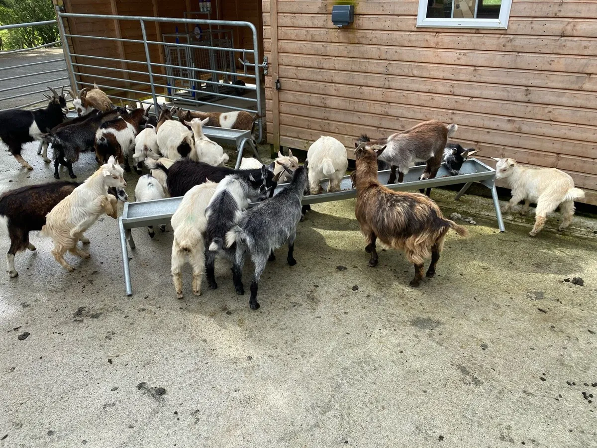 Pygmy Goats - Image 2