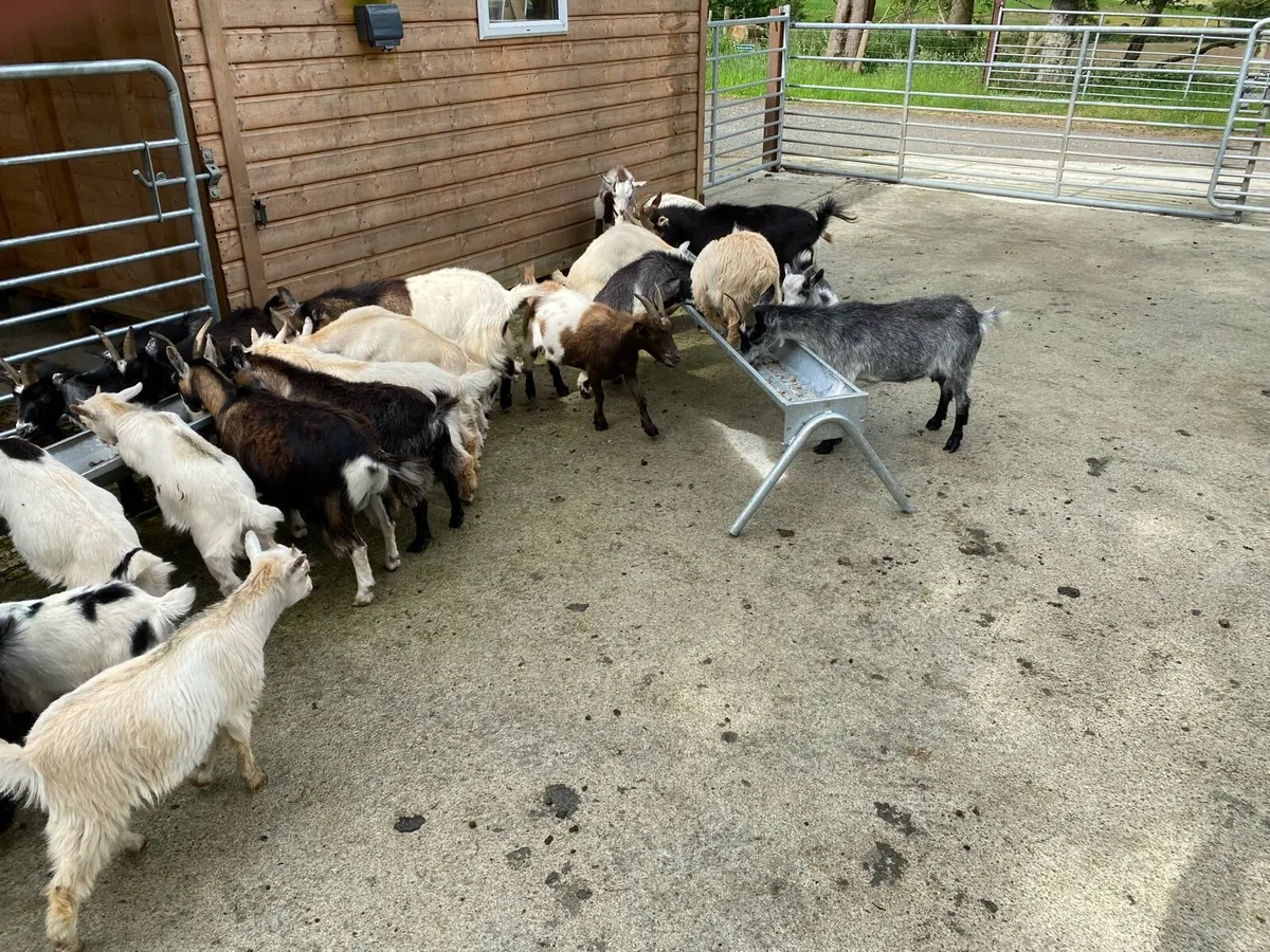 Pygmy Goats - Image 3