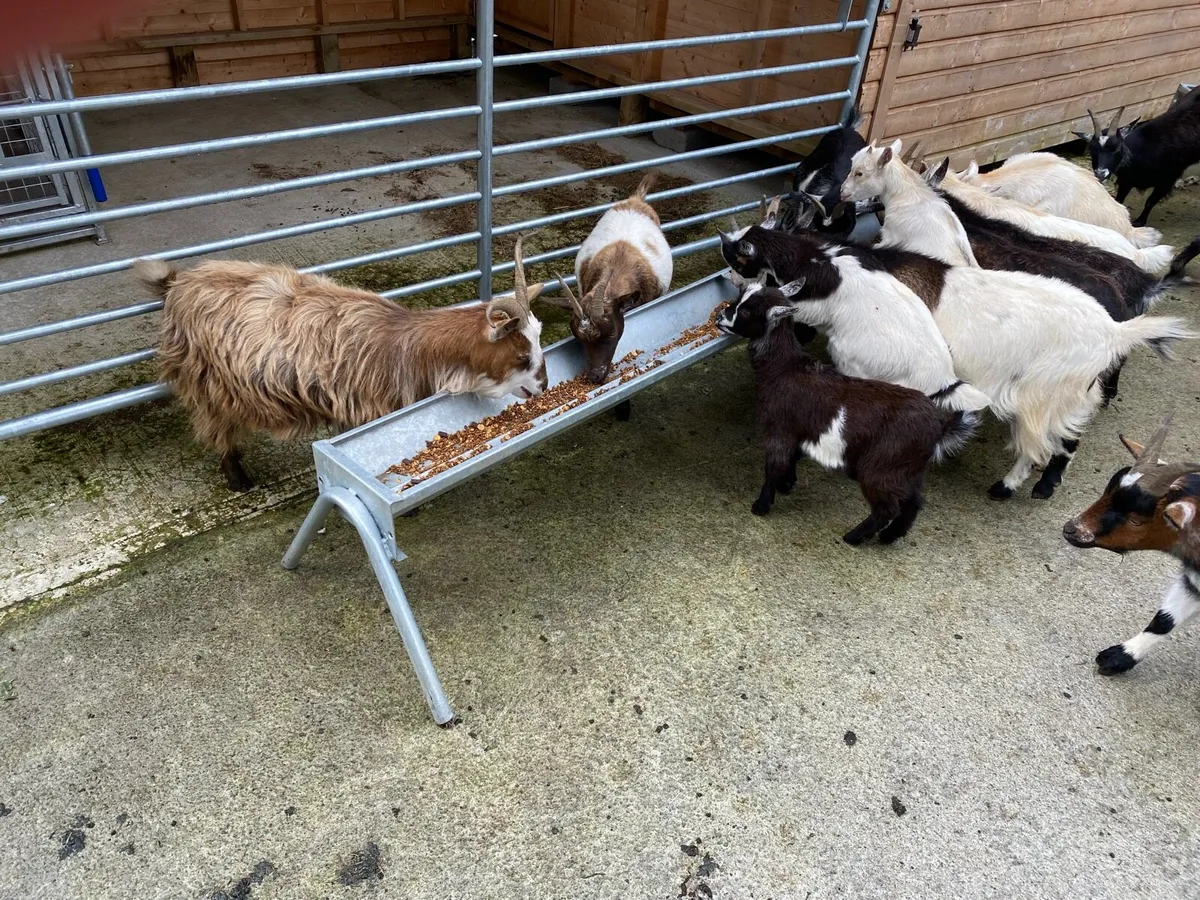 Pygmy Goats - Image 4