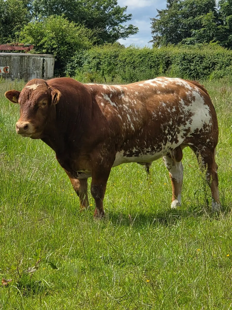 Roan Limousine/Belgian Blue Bull by Ivor(LM2014) - Image 1