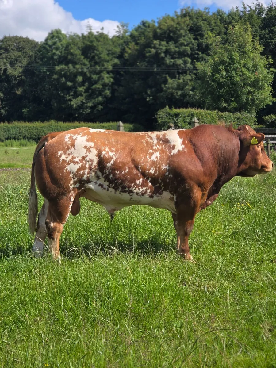 Roan Limousine/Belgian Blue Bull by Ivor(LM2014) - Image 2