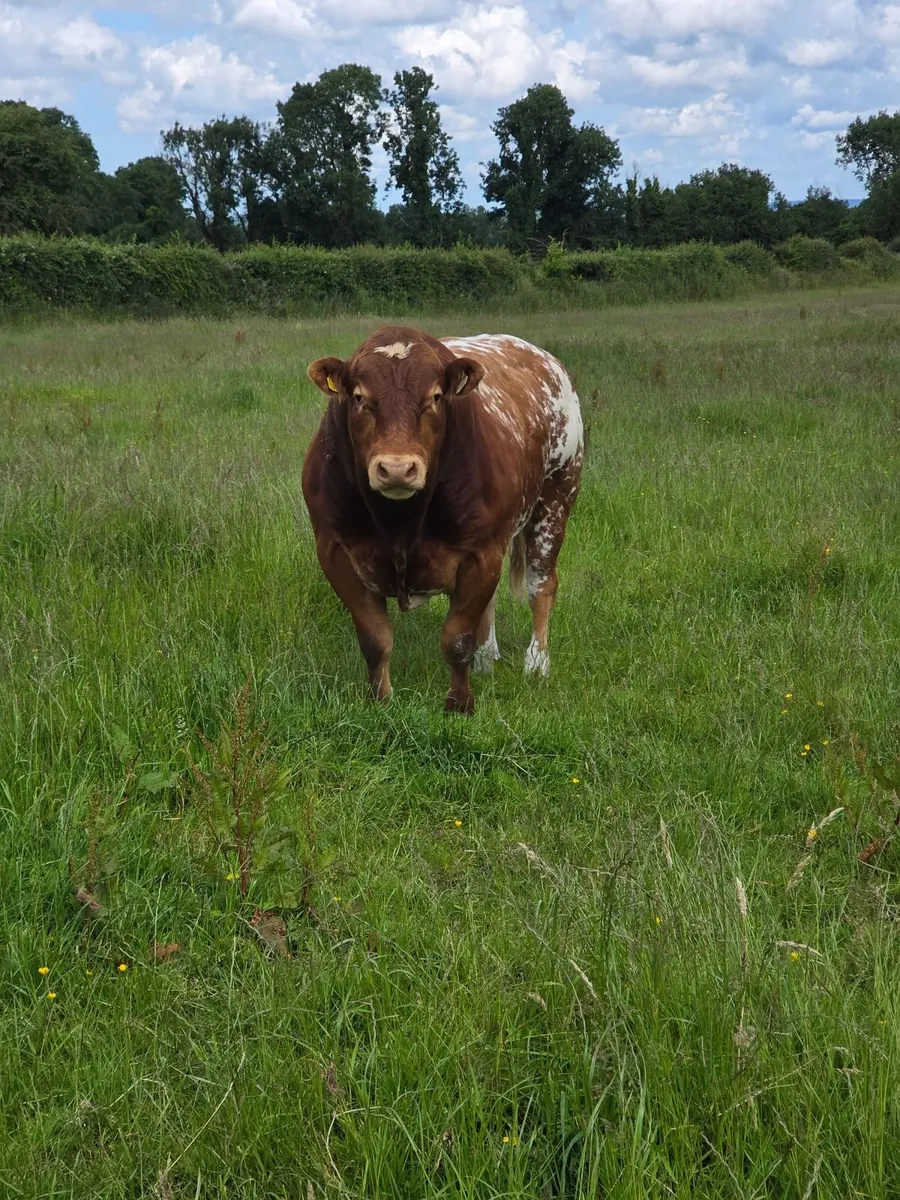 Roan Limousine/Belgian Blue Bull by Ivor(LM2014) - Image 3