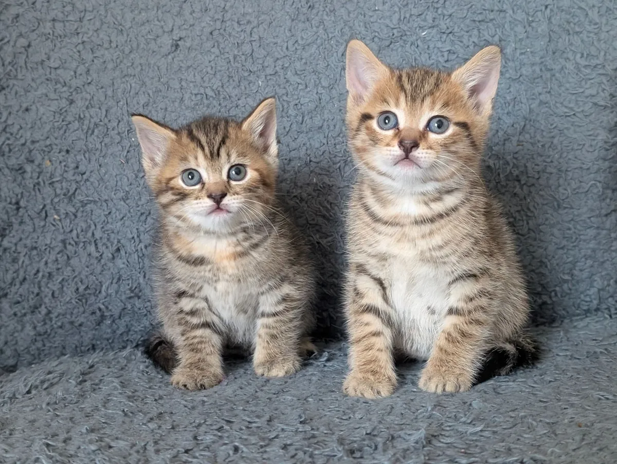 Half british shorthair kittens - Image 1