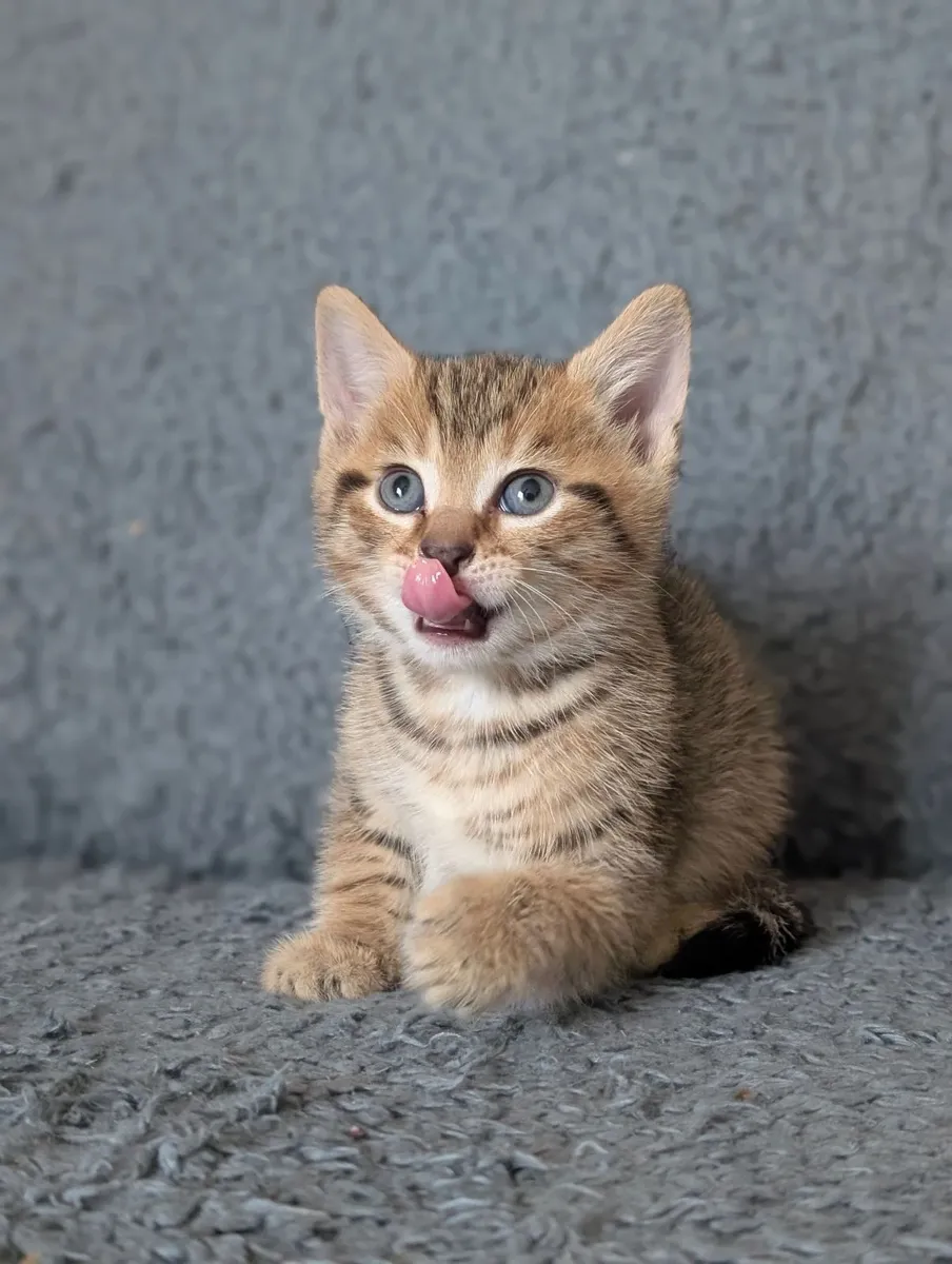 Half british shorthair kittens - Image 2