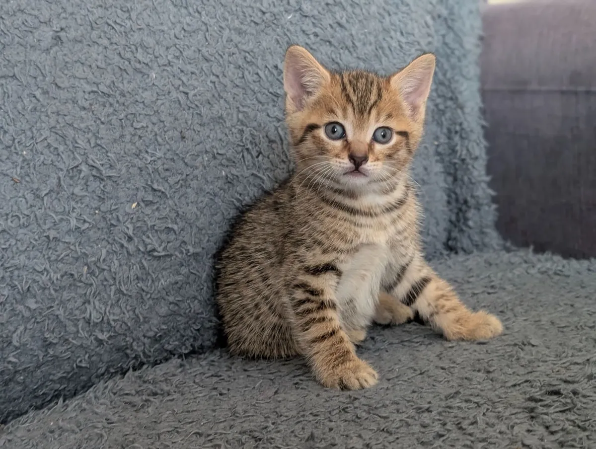 Half british shorthair kittens - Image 3
