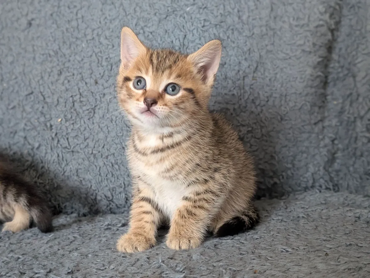 Half british shorthair kittens - Image 4