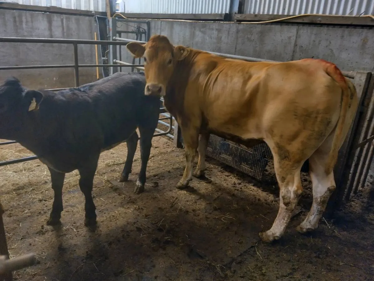 Pure bred limousine cow and BB heifer calf - Image 2