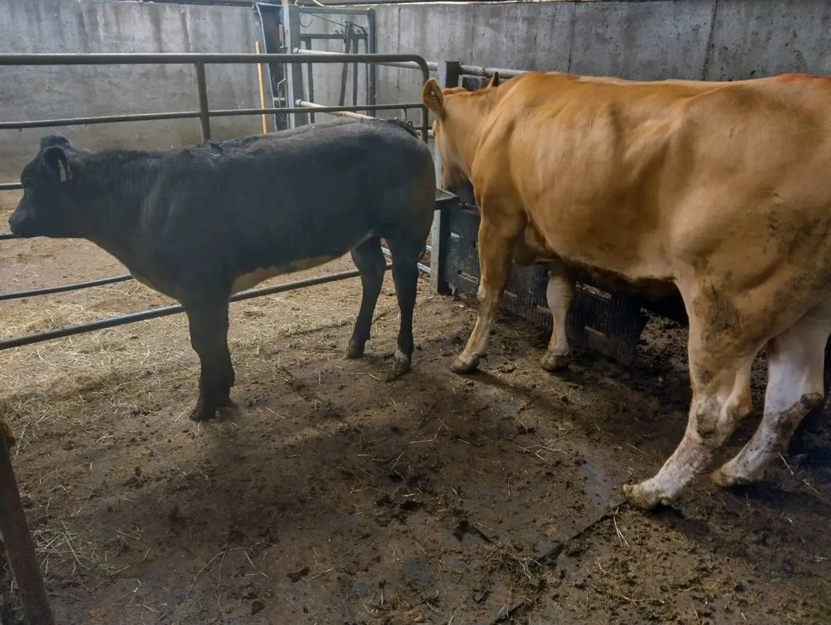 Pure bred limousine cow and BB heifer calf - Image 3