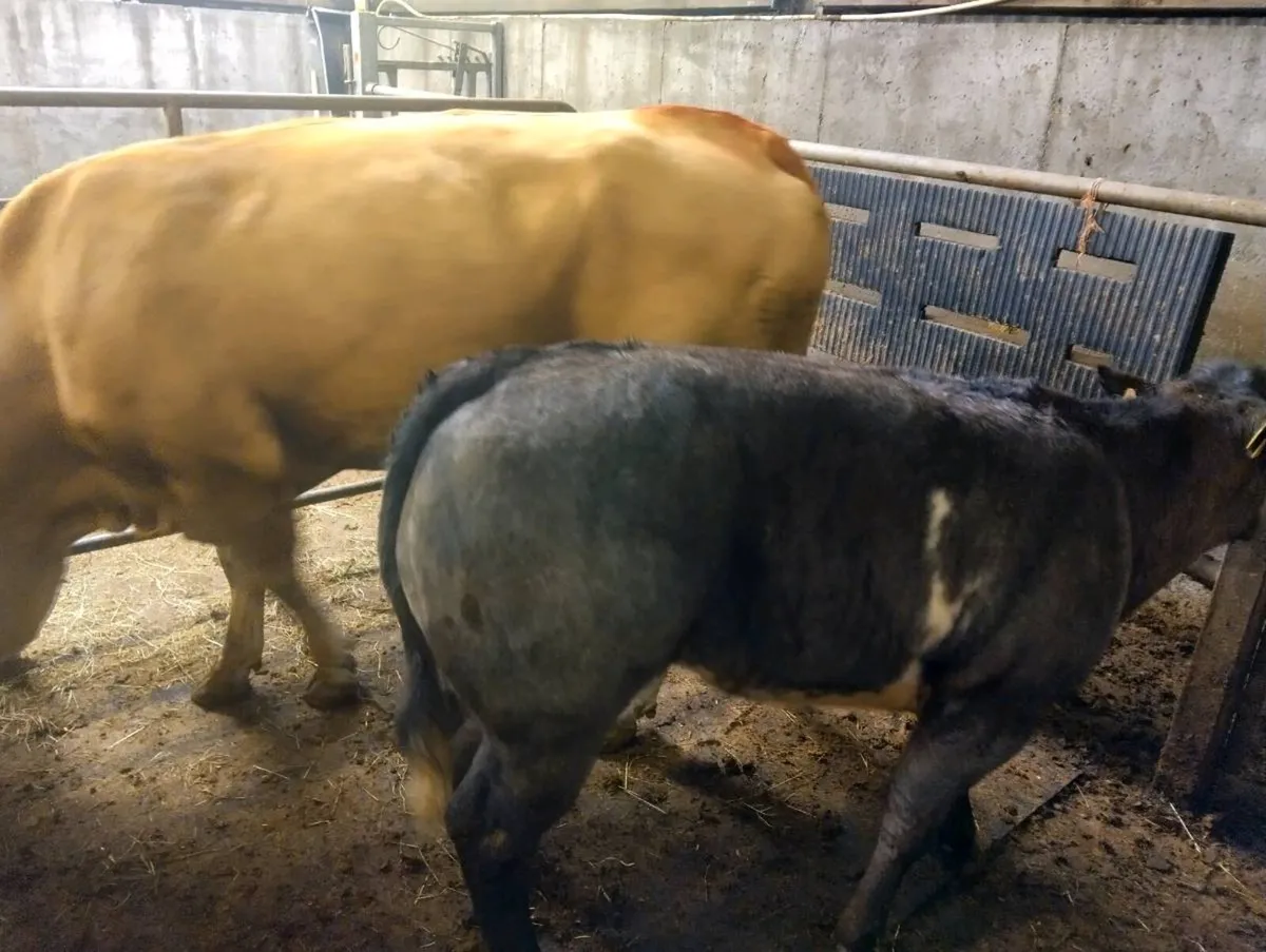 Pure bred limousine cow and BB heifer calf - Image 4