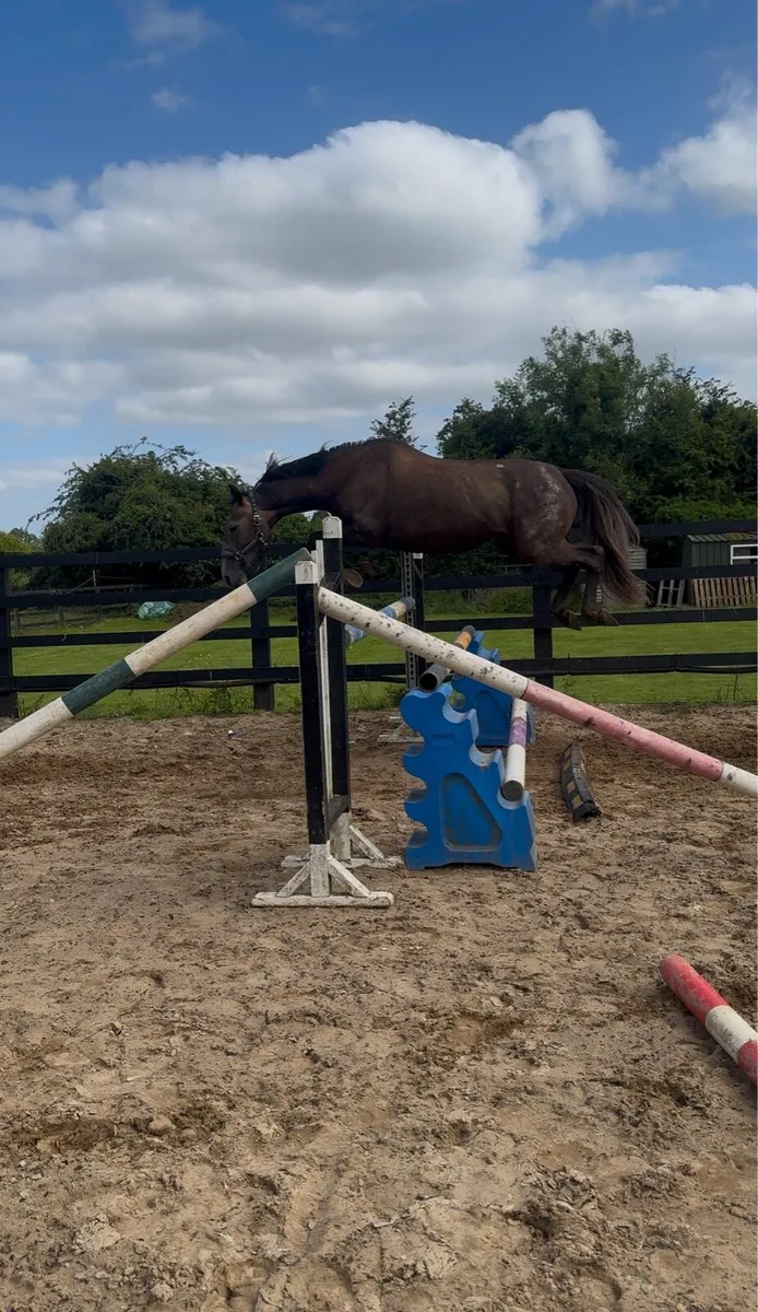 6 y/o 15.1hh ish - Image 1