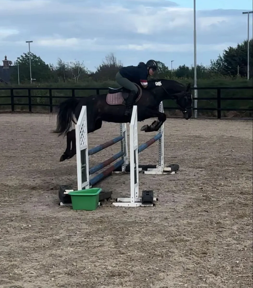 6 y/o 15.1hh ish - Image 3