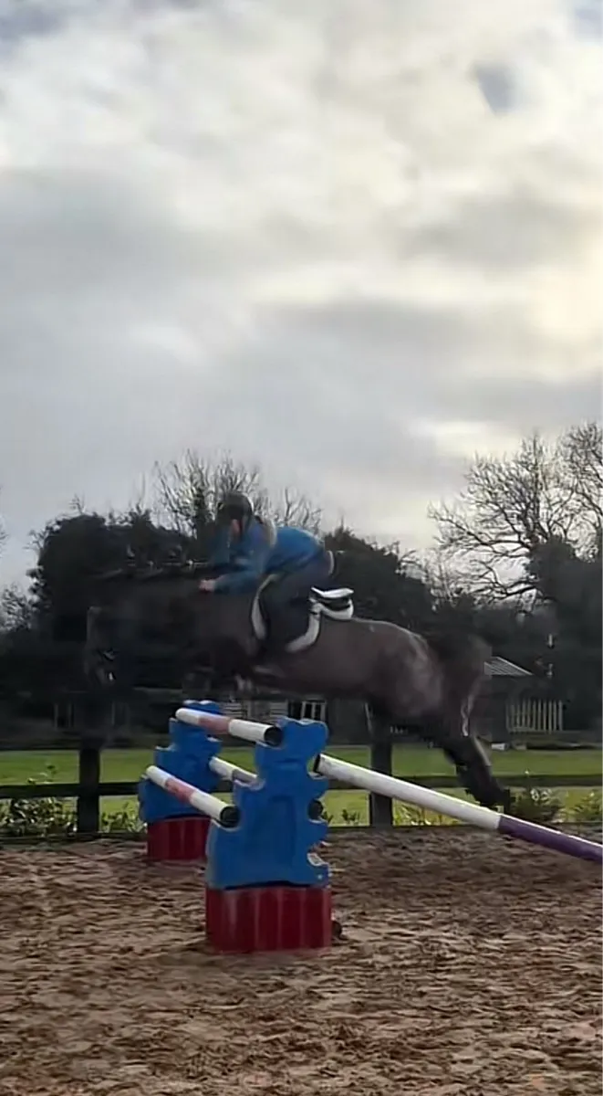 6 y/o 15.1hh ish - Image 2