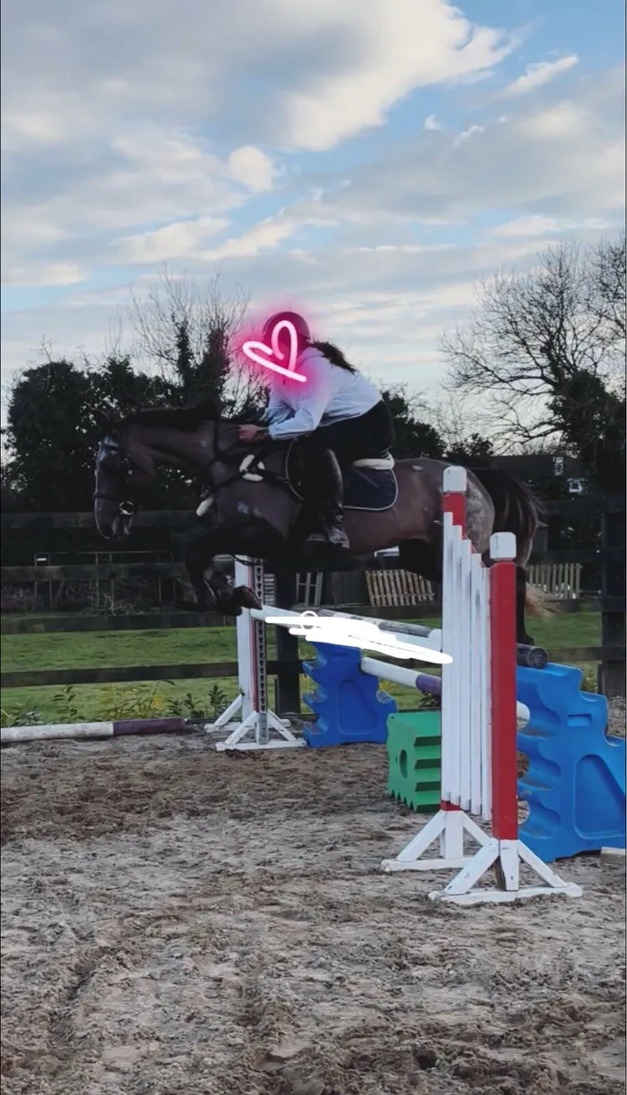 6 y/o 15.1hh ish - Image 4