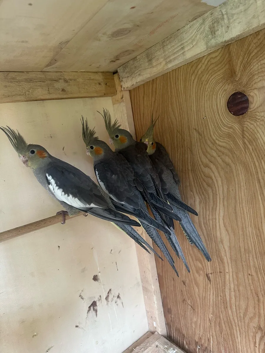 Cockatiels