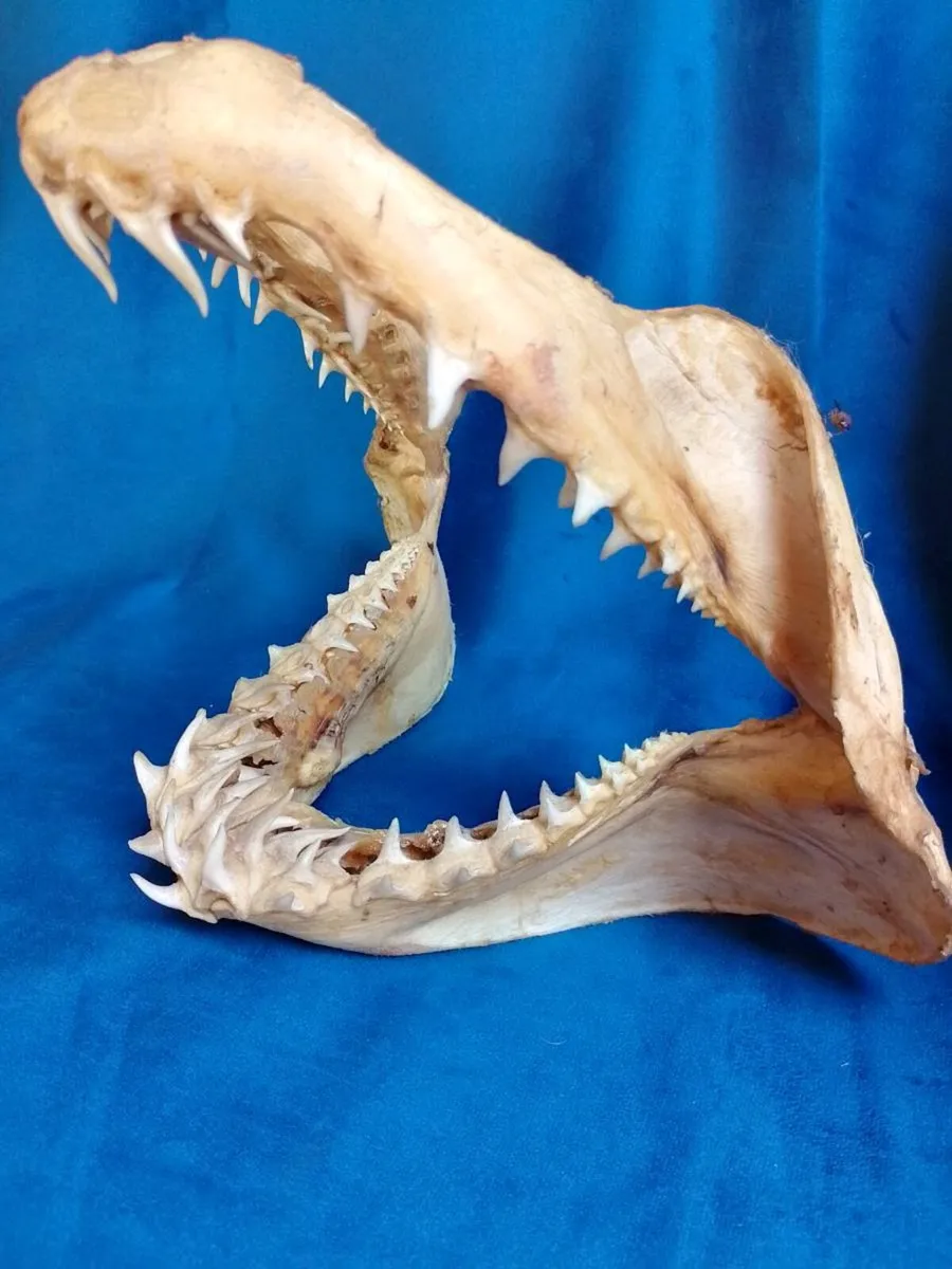 Can post Mako Shark jaw taxidermy - Image 1