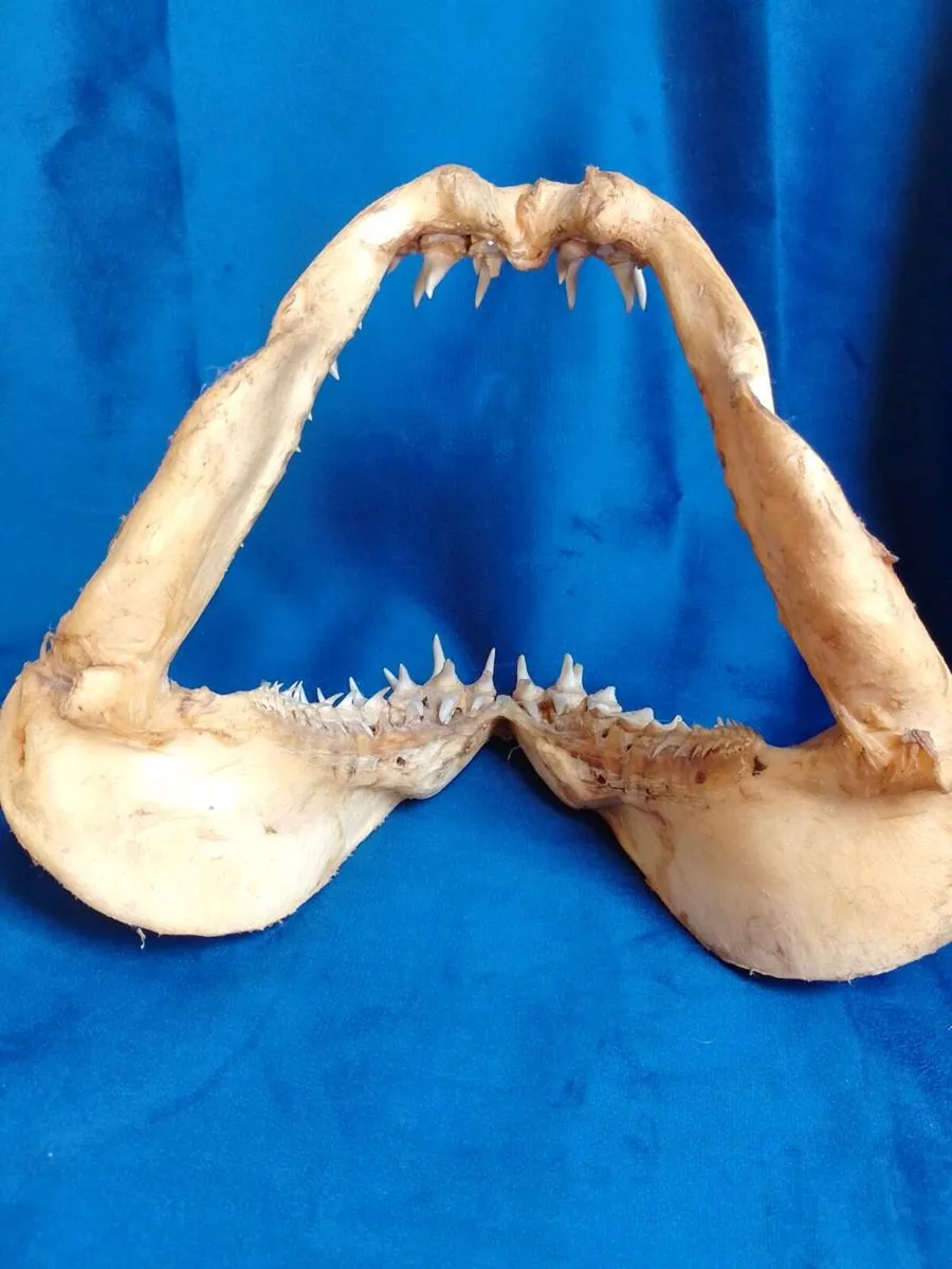 Can post Mako Shark jaw taxidermy - Image 4
