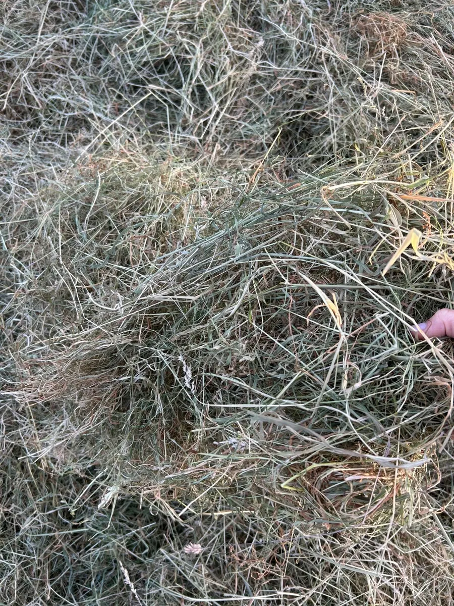 Hay - Image 3