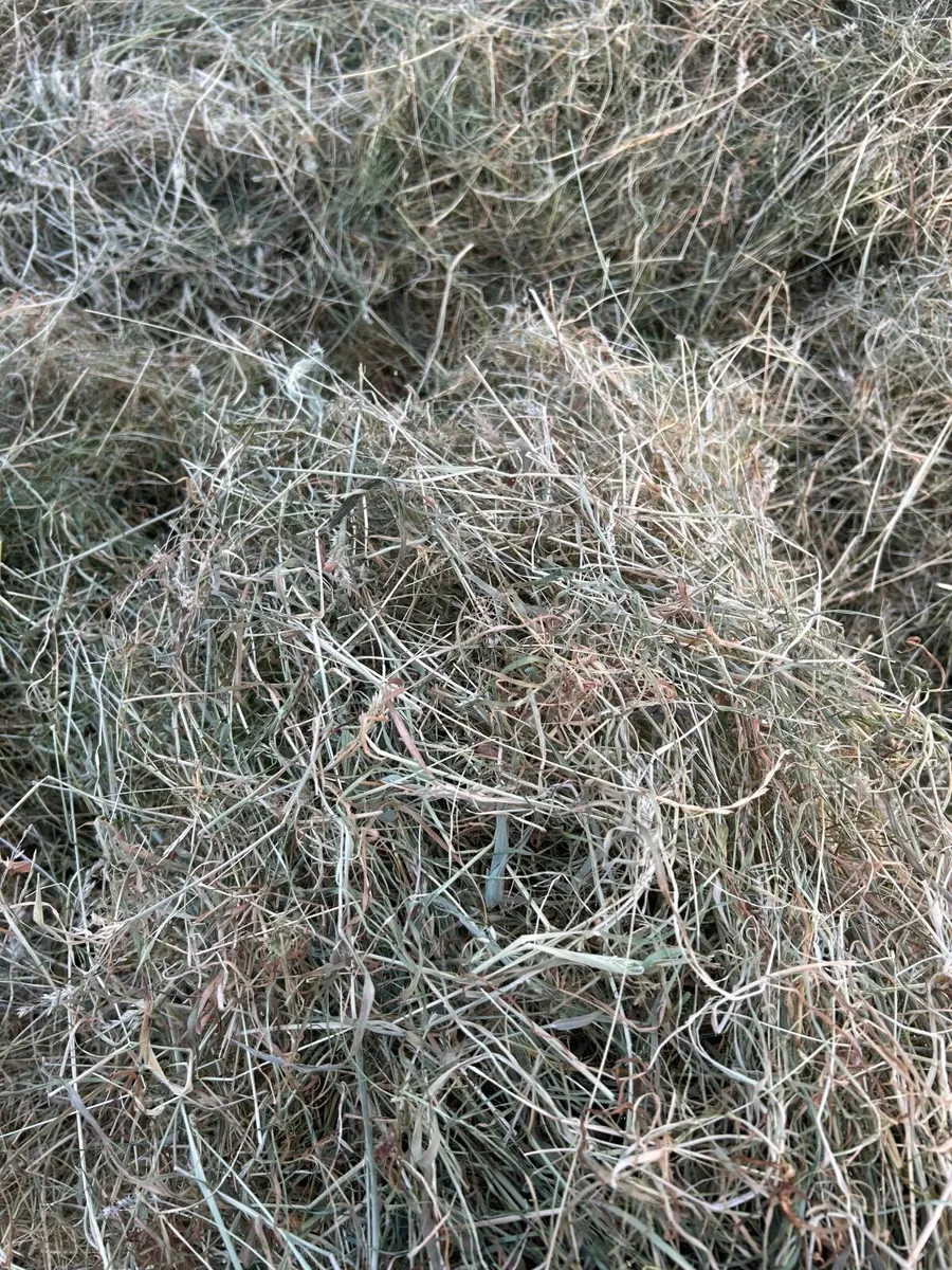 Hay - Image 4