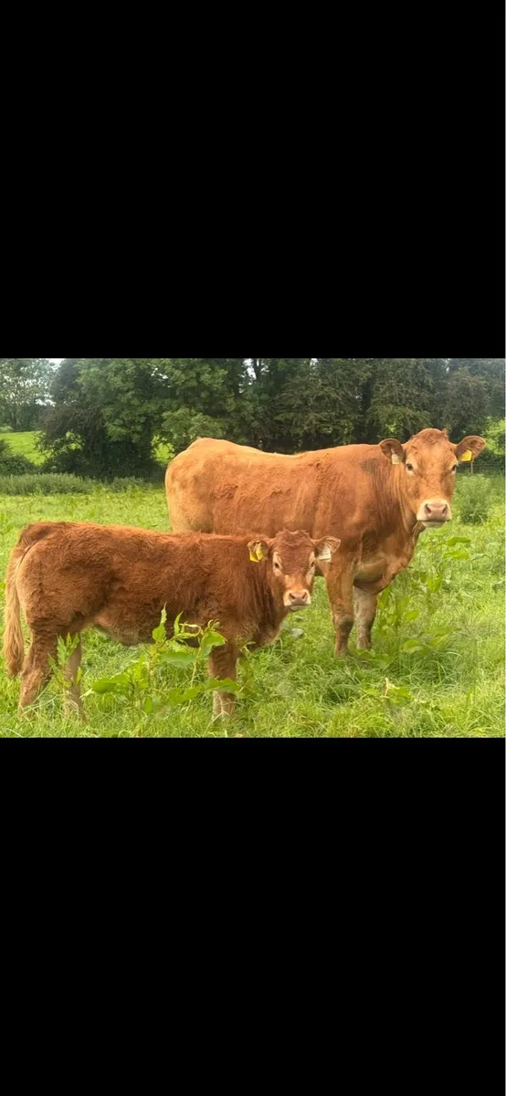 LM COW & heiferCalf/ loyal /Lough hamlet/ plumtree - Image 1