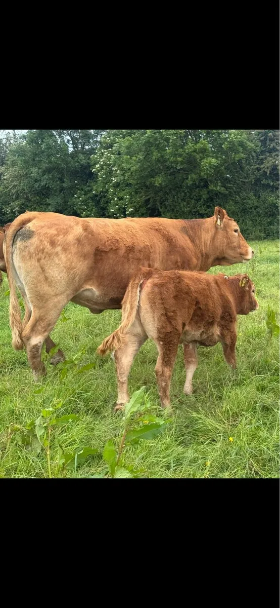 LM COW & heiferCalf/ loyal /Lough hamlet/ plumtree - Image 3