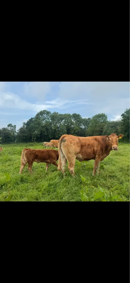 LM COW & heiferCalf/ loyal /Lough hamlet/ plumtree - Image 2