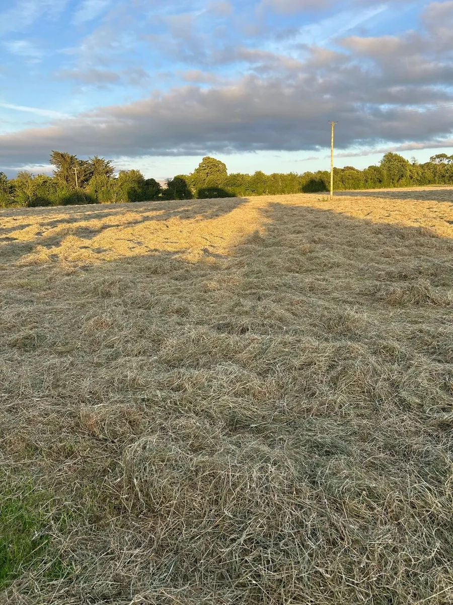 Hay - Image 2