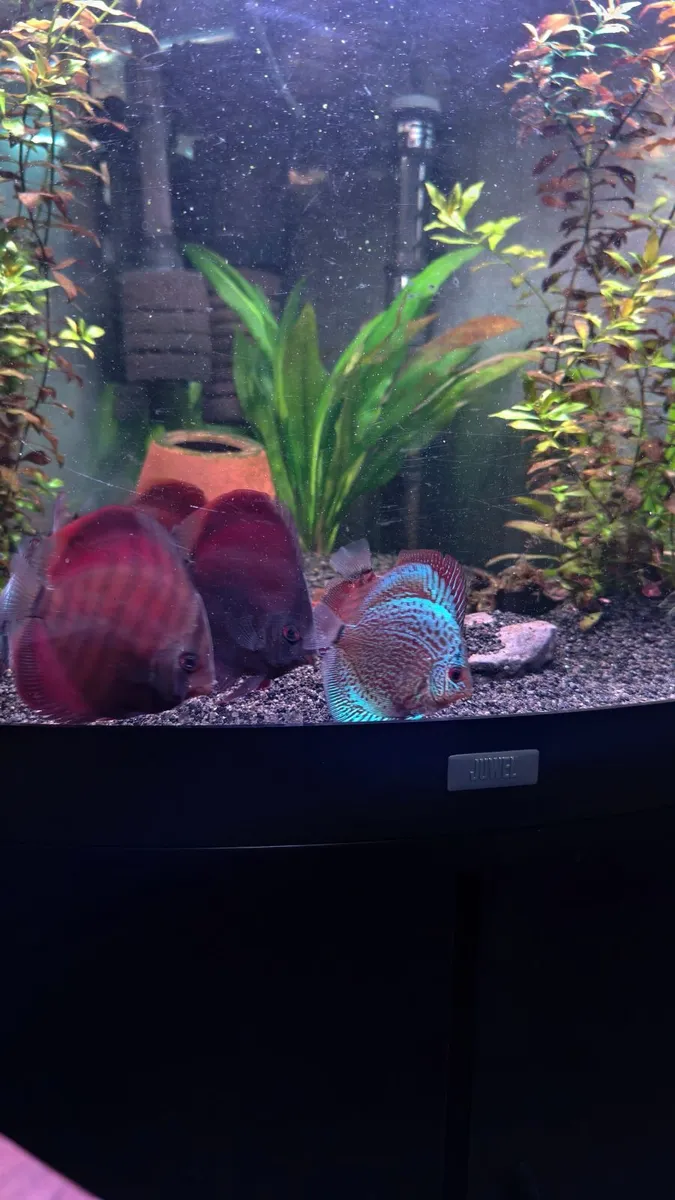 Discus - Image 4