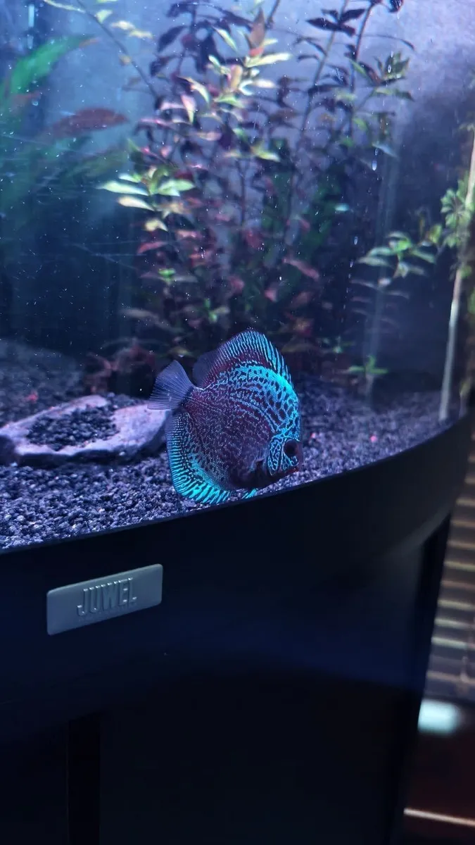 Discus - Image 2