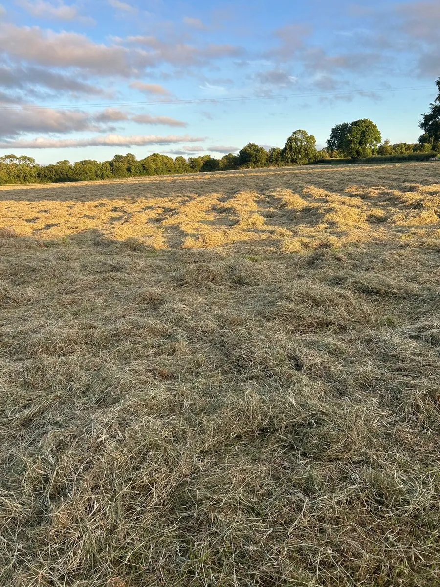 Hay - Image 1