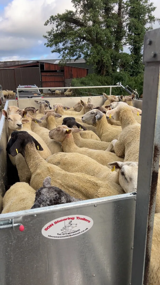 Sheep - Image 2