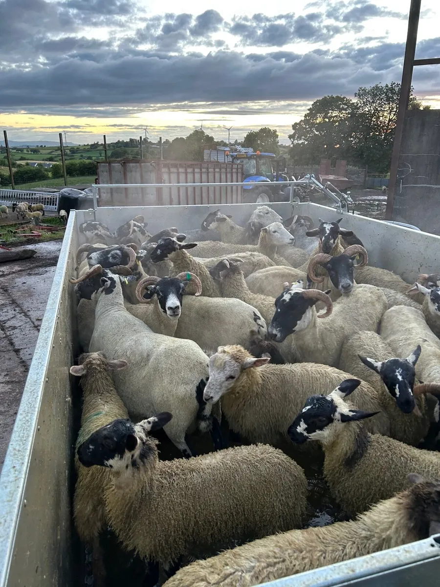 Sheep - Image 3