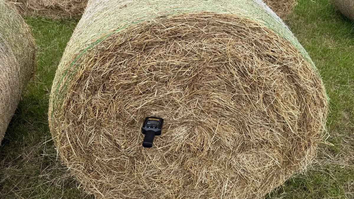 Hay for sale - Image 2