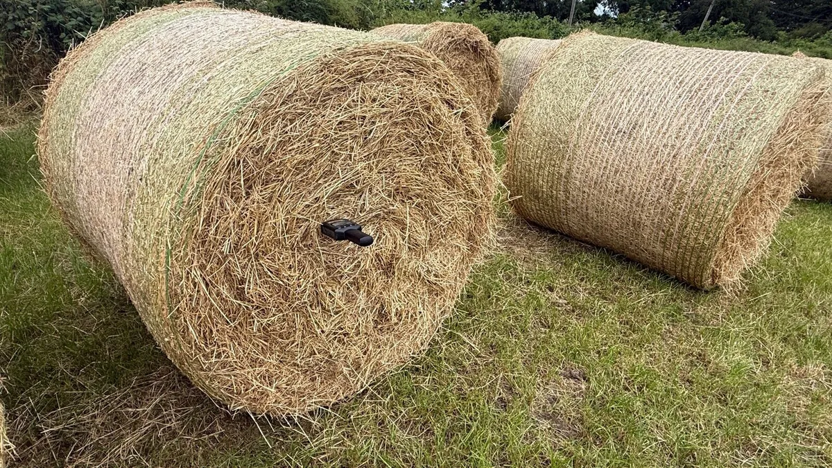 Hay for sale - Image 3
