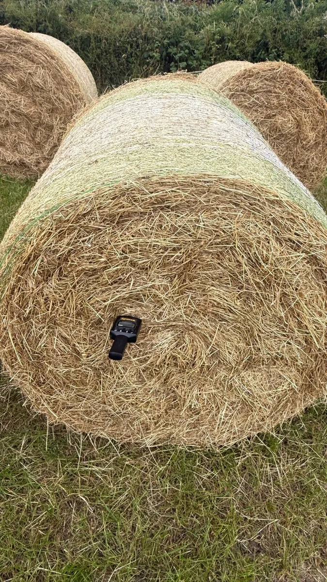 Hay for sale - Image 4