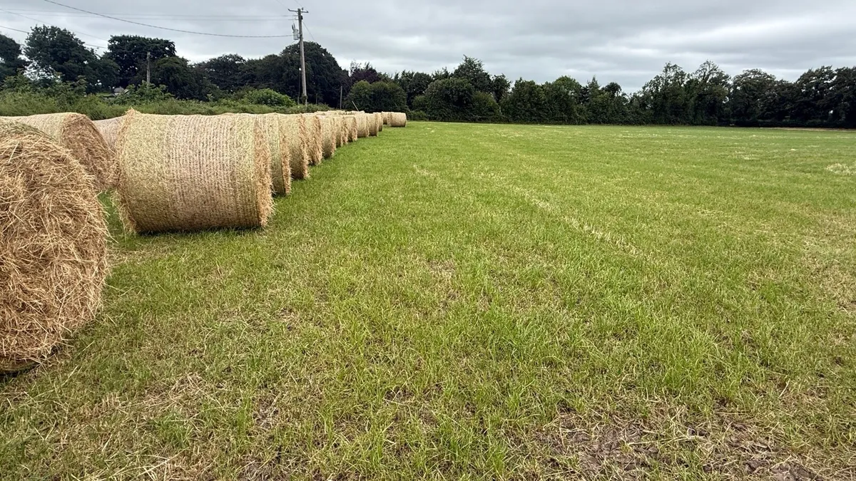 Hay for sale - Image 1