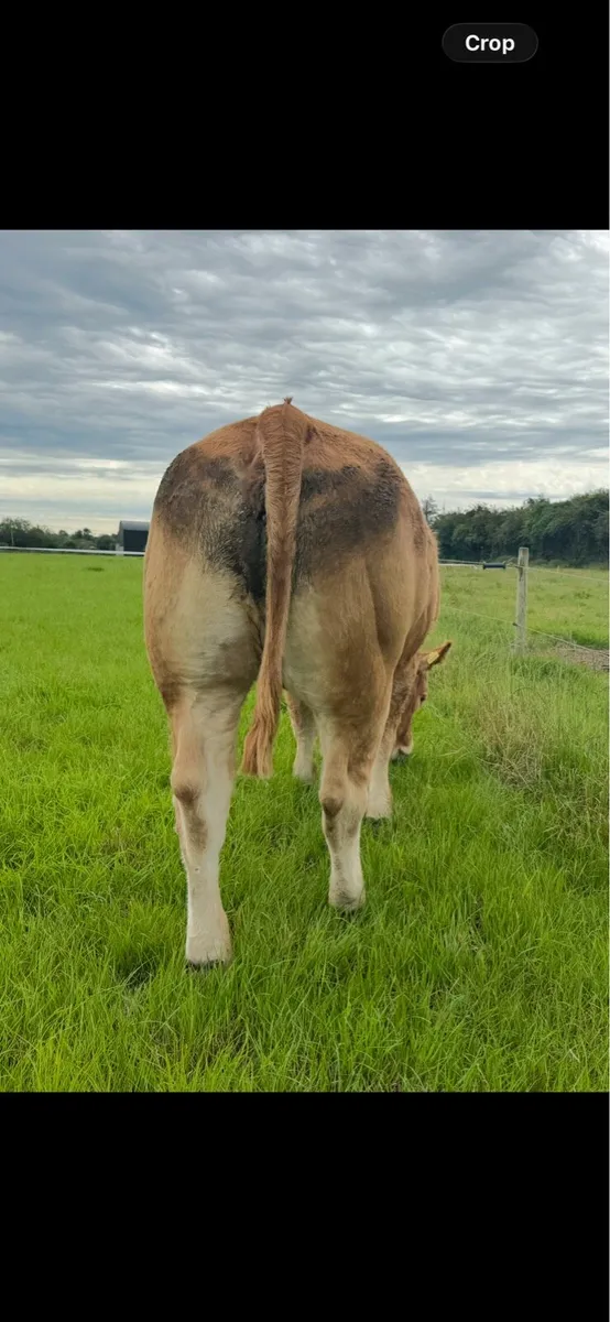 Super 5 star lm Maiden Pb heifers - Image 3