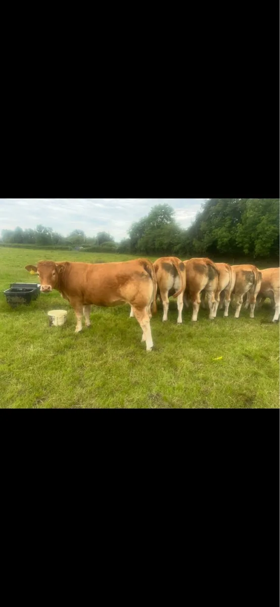 Super 5 star lm Maiden Pb heifers - Image 4