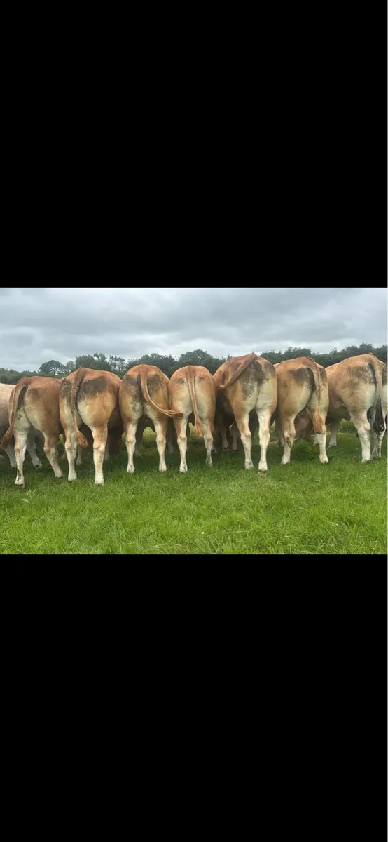 Super 5 star lm Maiden Pb heifers - Image 1