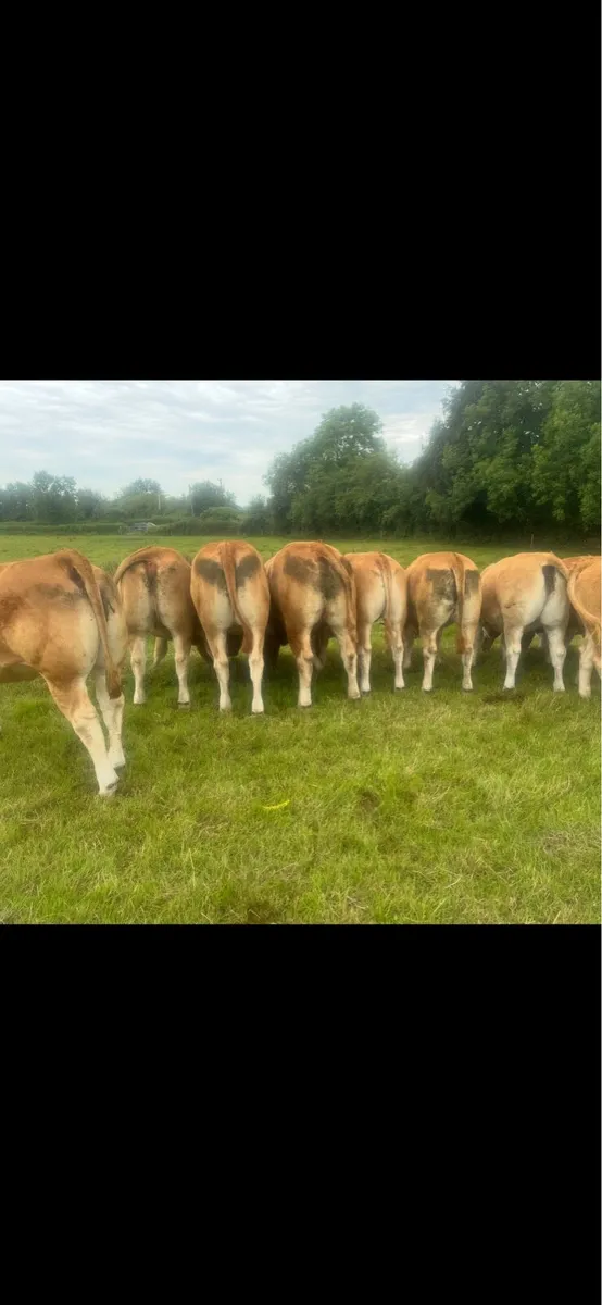 Super 5 star lm Maiden Pb heifers - Image 2