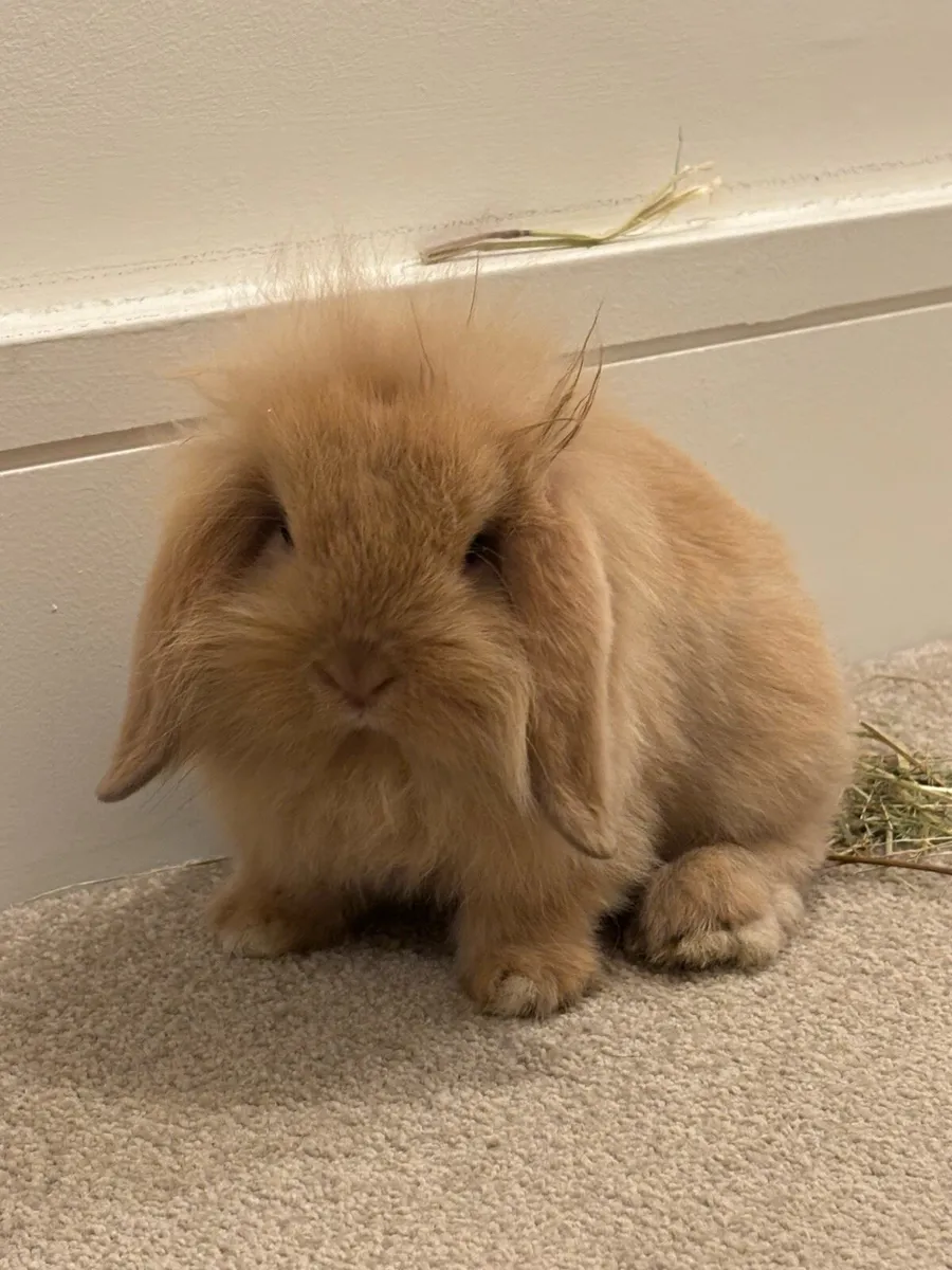 Cashmere Minilop Rabbit - Image 1