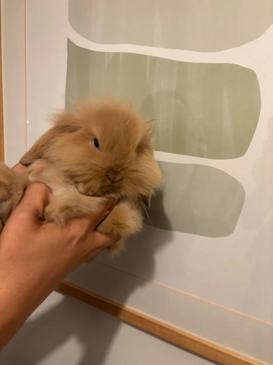 Cashmere Minilop Rabbit - Image 2