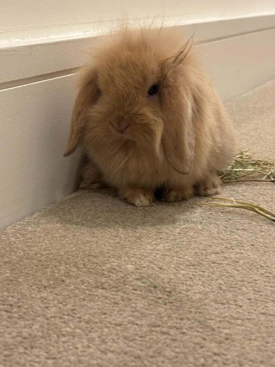 Cashmere Minilop Rabbit - Image 3